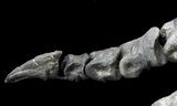 Killer ' Allosaurus Leg On Custom Mount - Colorado #39087-2